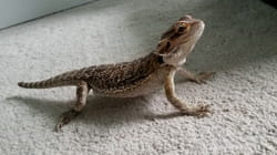 TPC That's My Pet | Lizards