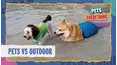 Pets VS. Everything