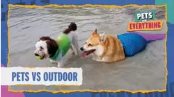 Pets VS. Outdoors