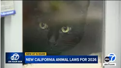 California laws banning cat declawing and puppy mills are set to take effect in 2026