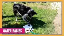 Paws VS. Claws | Water Babies