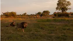 Lion Brothers: Cubs to Kings