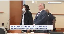 Bronx man agrees to 2-year prison sentence in cat-killing case