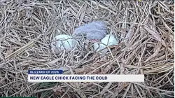 Eaglet hatches in Hillsborough amid thick snow and whipping winds
