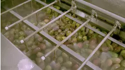 Aerospace Fasteners, Puree