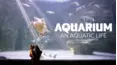 Aquarium: An Aquatic Life