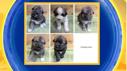 Meet the new Denali Sled Dog puppies