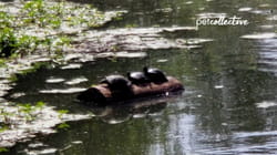 TPC That's My Pet | Turtles