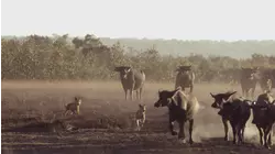 Dogs Unite