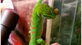 Best Pets of the Month