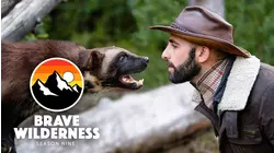 Bitten by a Tarantula! / Stung by a Flying Bullet Ant!