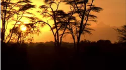 The Relentless Sun
