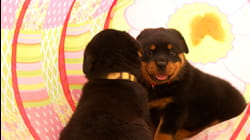 Puppy Love | Ep. 1.11