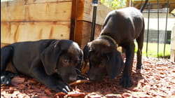 Puppy Love | Ep. 2.2