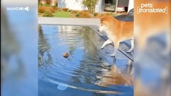 Having A Ball | Pets Translated