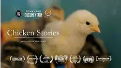 Chicken Stories