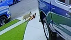 Coyote attacks 4-year-old California boy