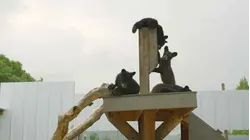 BECOMING A BEAR