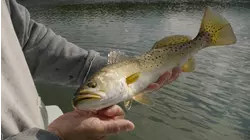 Sports Coast Trout