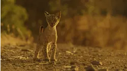 European Cats