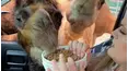 The Pet Collective Specials