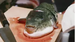 Why Puffer Fish Is So Expensive