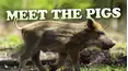 Meet the Pigs