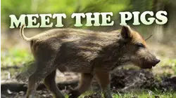 Meet the Pigs