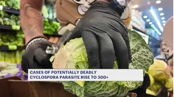 Cases of cyclospora parasite linked to fresh produce, swimming pools on the rise citywide