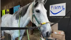 Road Trip Close to Home: Horse rescue in Wilton offers healing for animals and people