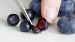 Why Nordic Wild Blueberries Are So Expensive