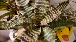 Garden Guide: Easy to grow houseplants in 2026