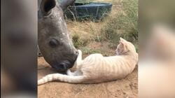 Nandi the Rhino's Best Friend