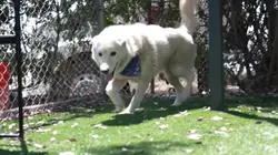 New bill would fine pet owners for allowing dogs to roam freely