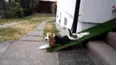 Animals Unscripted