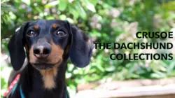 Crusoe The Dachshund Collections