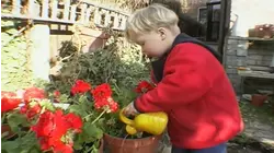 Ned's Geraniums
