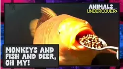 Monkeys and Fish and Deer, Oh My!