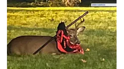 Residents seek help for buck entangled in debris in Midland Park