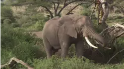 Wild Africa