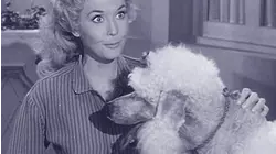 Duke Steals a Wife