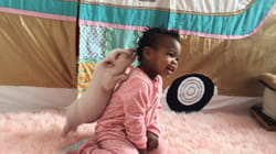 TPC That's My Pet | Pigs