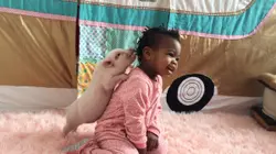 Pigs