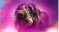 Superstar Dogs
