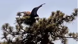 See Baby Eaglet From California Take His First Flight!