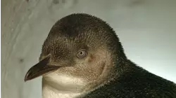 The Little Penguin