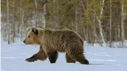 The Infinite Forest: Taiga