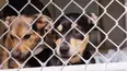 The Dog House Australia