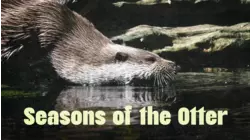 Seasons Of The Otter