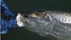 Reel Animals S14:E9 "Opening Day Tarpon"